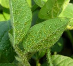 uploads/images/pest/soyabean aphids.jpg